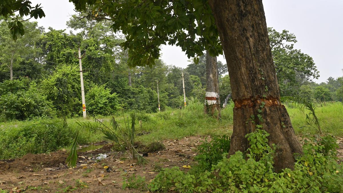 Chhattisgarh seeks Centre’s help after Forest Department stalls community forest resource management plans